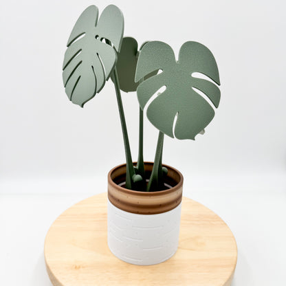 monstera coaster plant Monstera Coaster Plant
